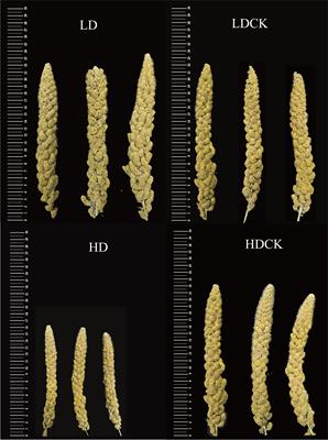Transcriptome-based analysis of key pathways relating to yield formation stage of foxtail millet under different drought stress conditions
